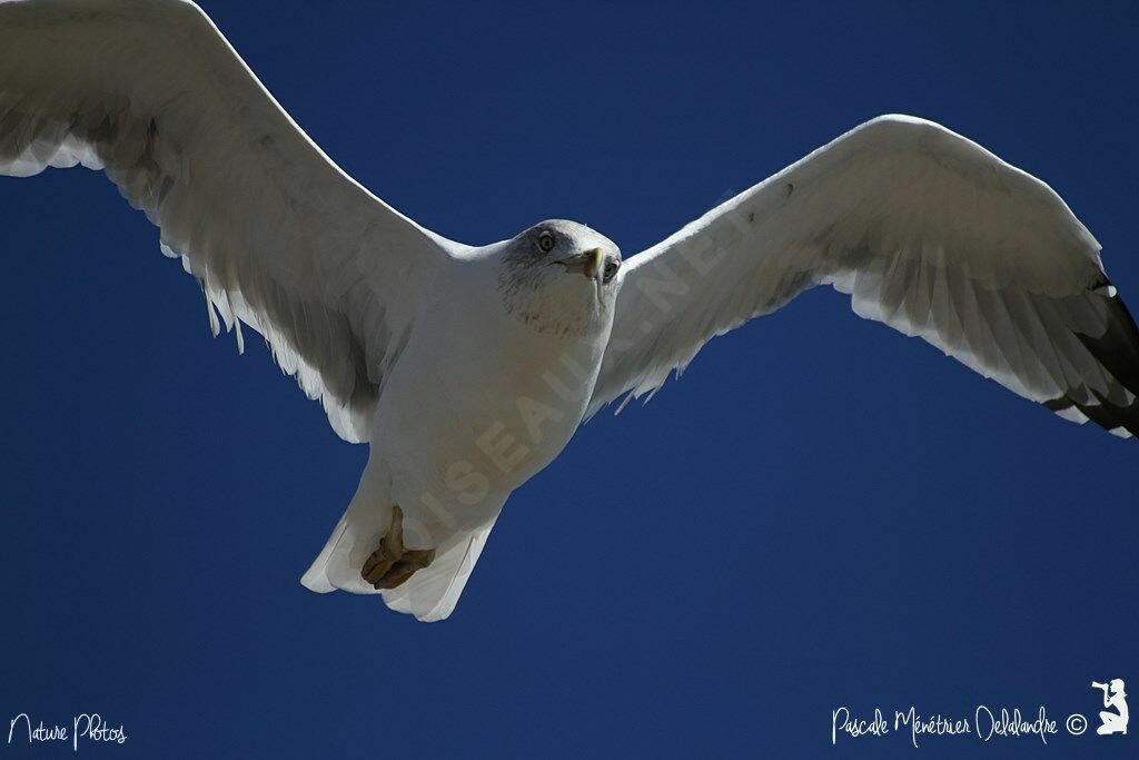 Yellow-legged Gull