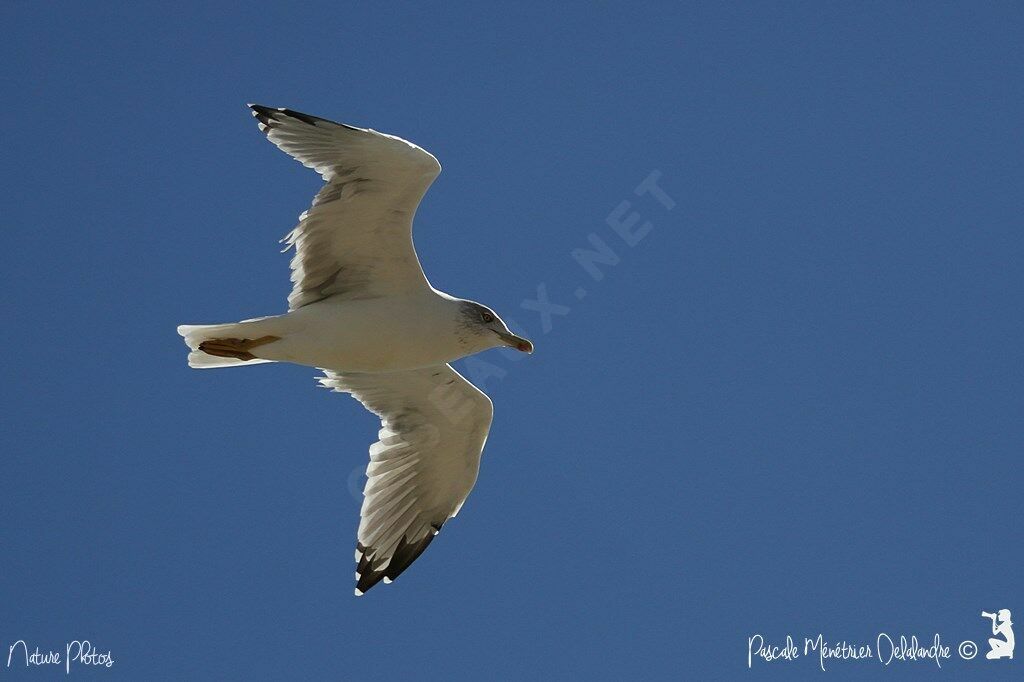 Yellow-legged Gull