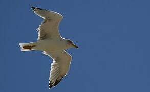 Yellow-legged Gull