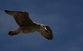 Yellow-legged Gull