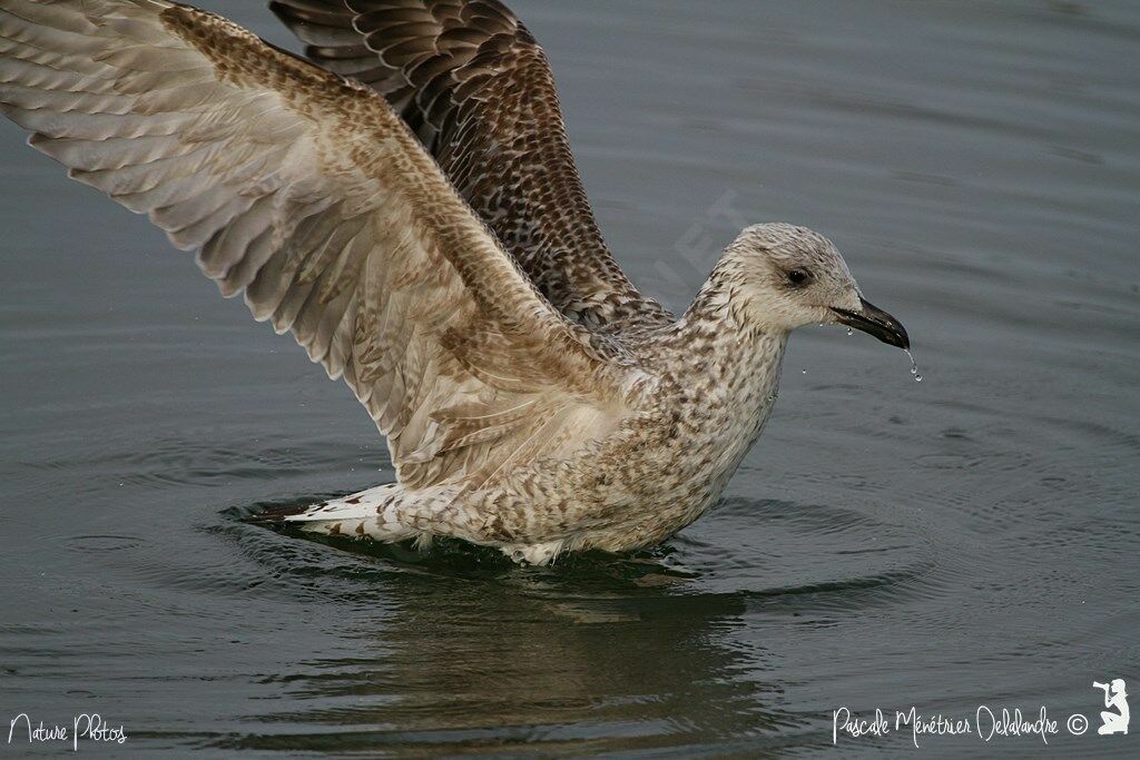 Yellow-legged Gulljuvenile