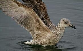 Yellow-legged Gull