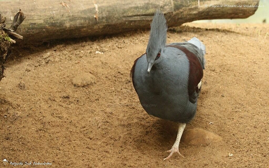 Western Crowned Pigeon