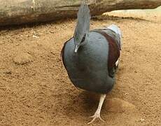 Western Crowned Pigeon