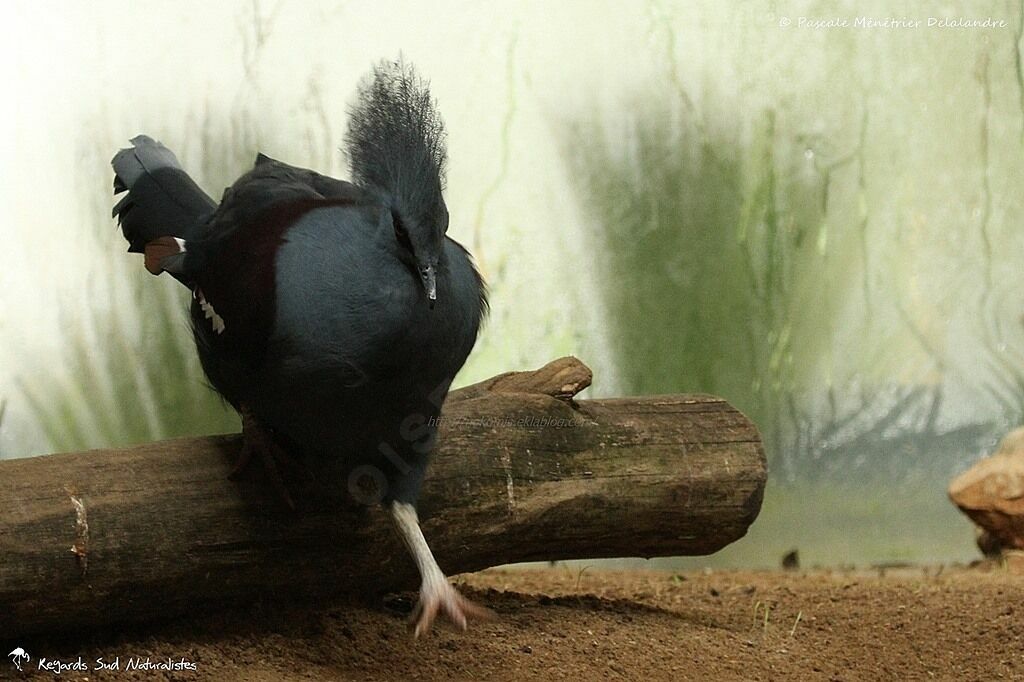 Western Crowned Pigeon