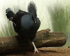 Western Crowned Pigeon