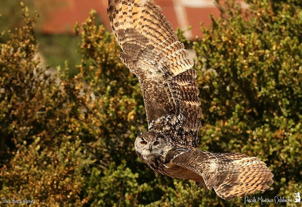 Eurasian Eagle-Owl