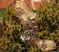 Eurasian Eagle-Owl