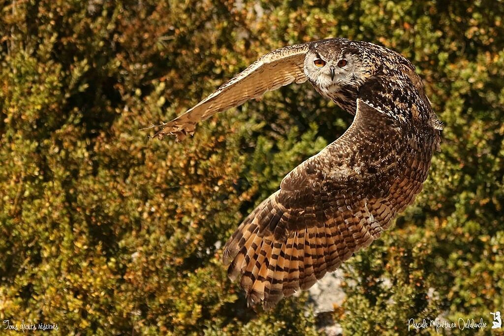 Eurasian Eagle-Owl