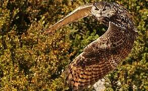 Eurasian Eagle-Owl