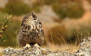 Eurasian Eagle-Owl