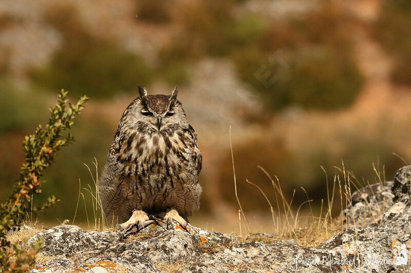 Eurasian Eagle-Owl male