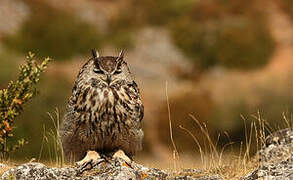 Eurasian Eagle-Owl