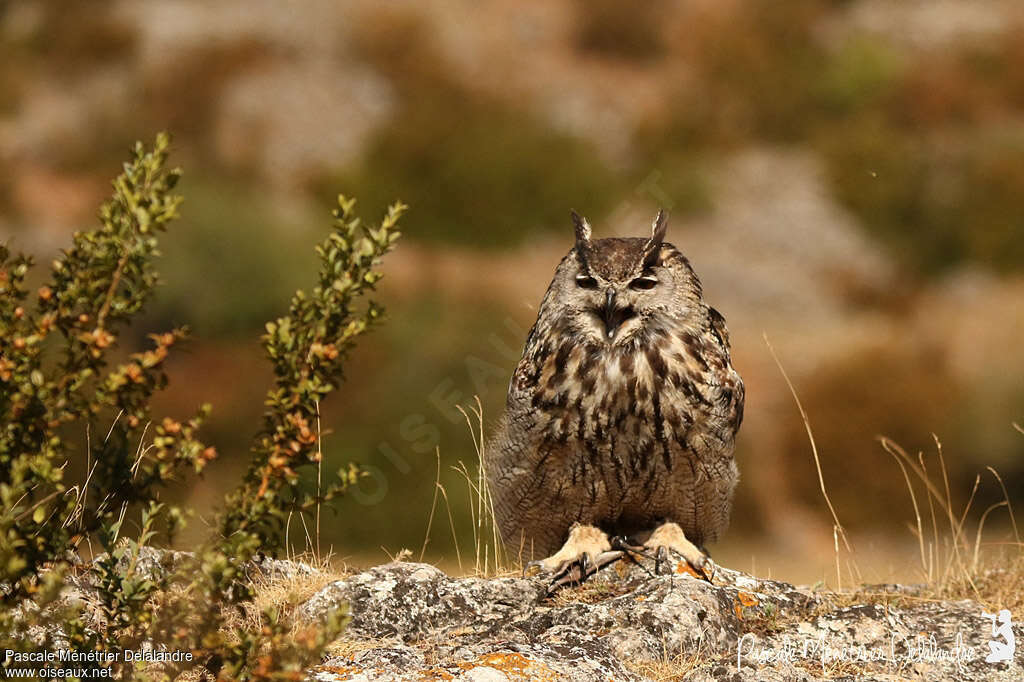 Eurasian Eagle-Owl male adult, identification