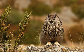 Eurasian Eagle-Owl