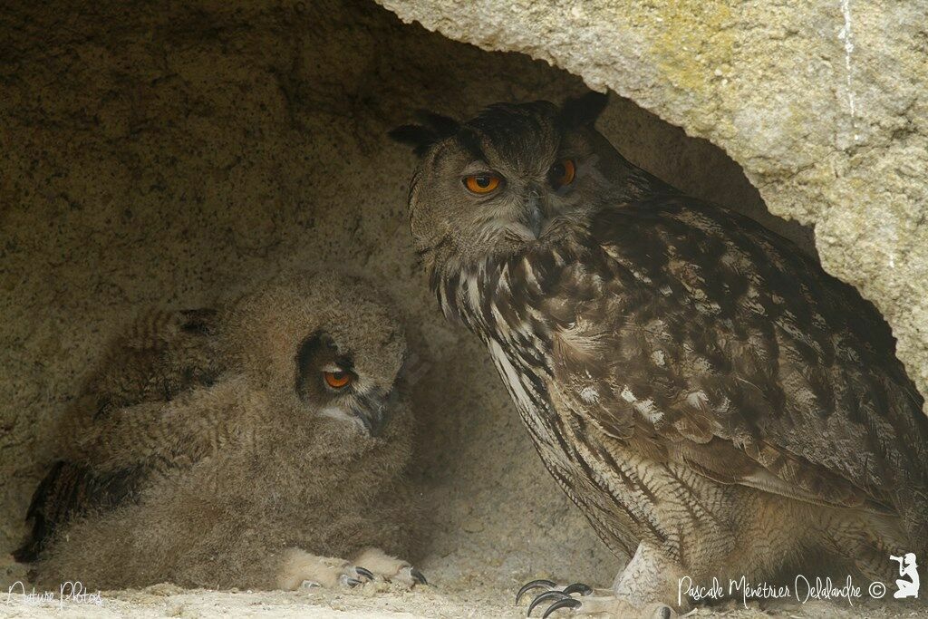 Eurasian Eagle-Owl