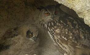 Eurasian Eagle-Owl