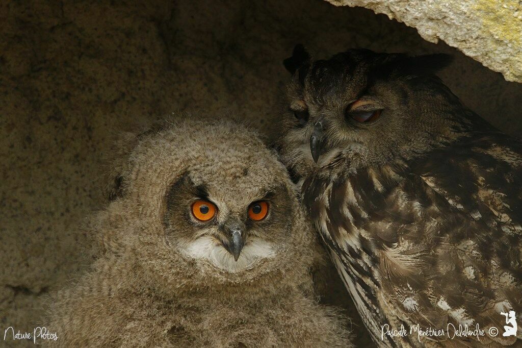 Eurasian Eagle-Owl