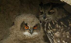 Eurasian Eagle-Owl