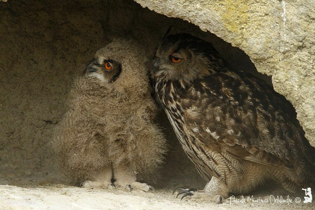 Eurasian Eagle-Owl