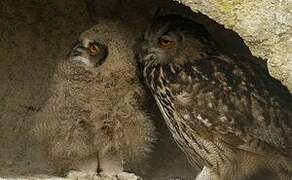 Eurasian Eagle-Owl