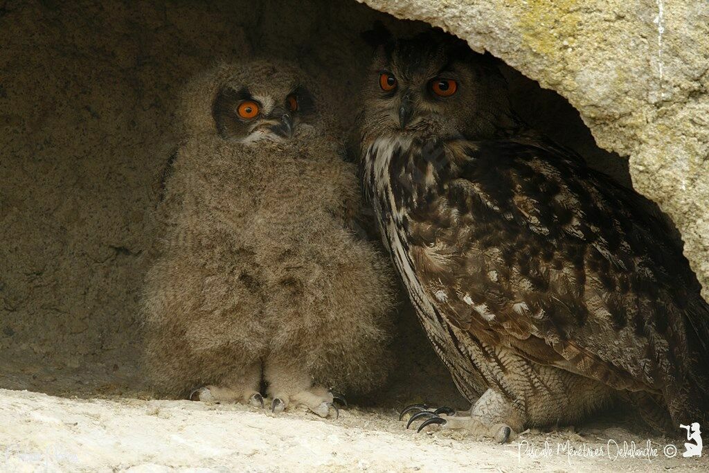 Eurasian Eagle-Owl