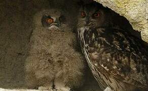 Eurasian Eagle-Owl