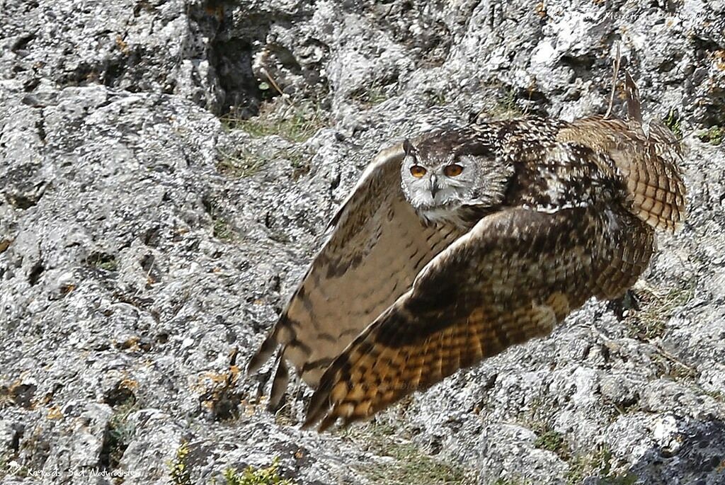 Eurasian Eagle-Owl