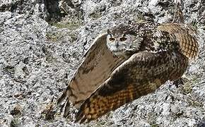 Eurasian Eagle-Owl