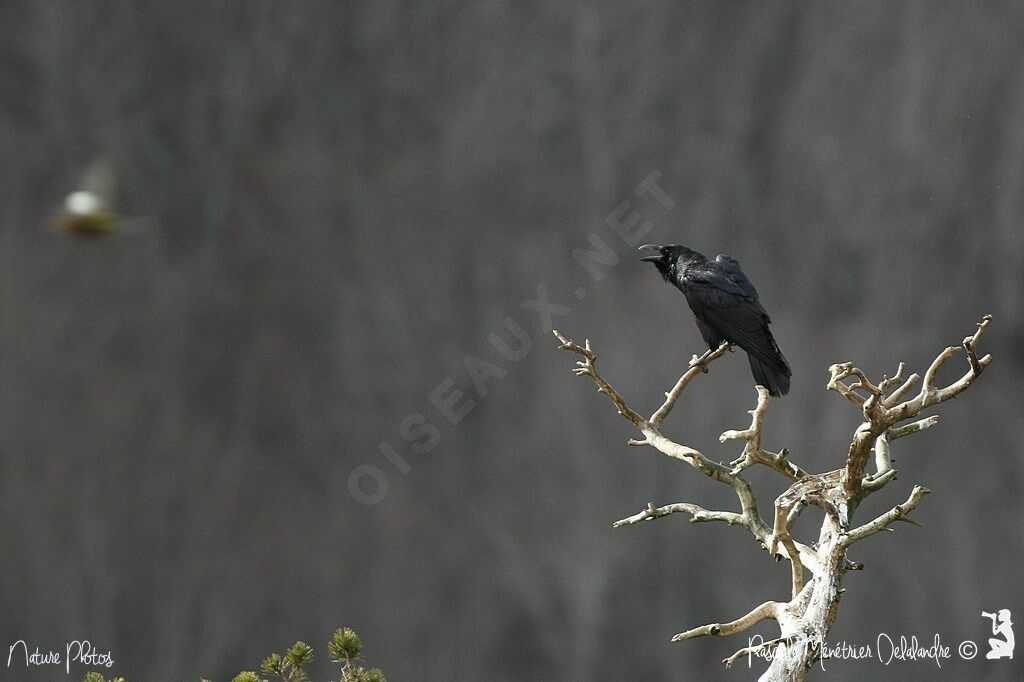 Northern Raven