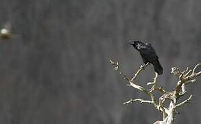 Northern Raven