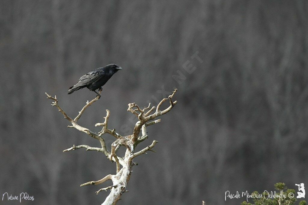 Northern Raven