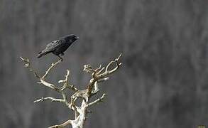 Northern Raven