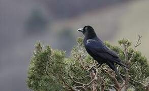 Northern Raven