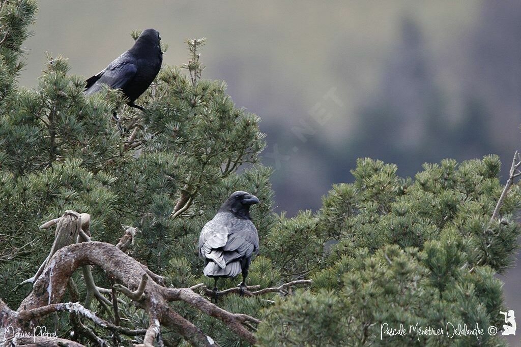 Grand Corbeau