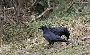 Northern Raven