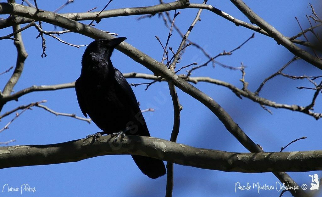 Northern Raven