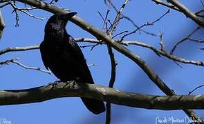 Northern Raven