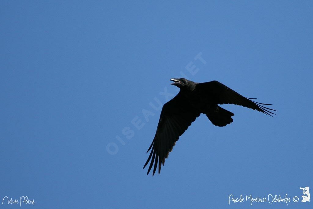 Northern Raven