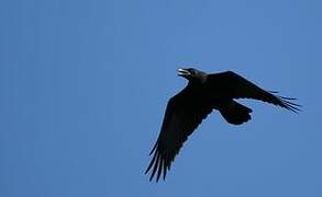 Northern Raven