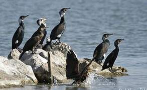 Great Cormorant