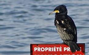 Great Cormorant