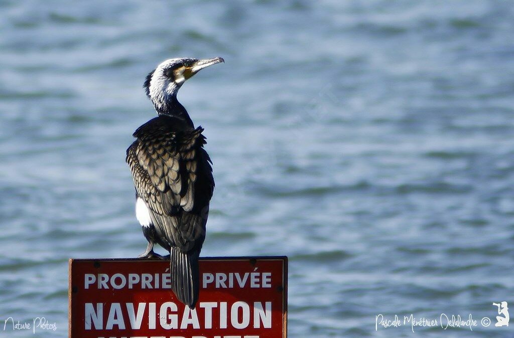 Great Cormorant