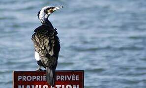 Great Cormorant