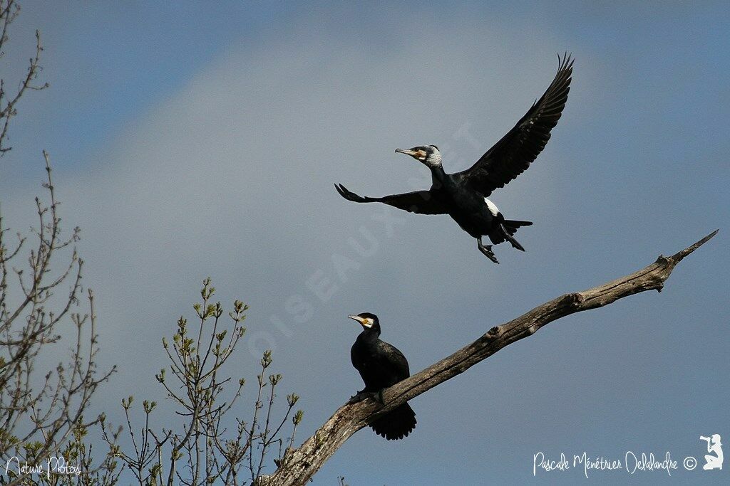 Great Cormorant