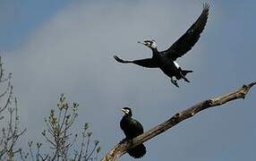 Great Cormorant