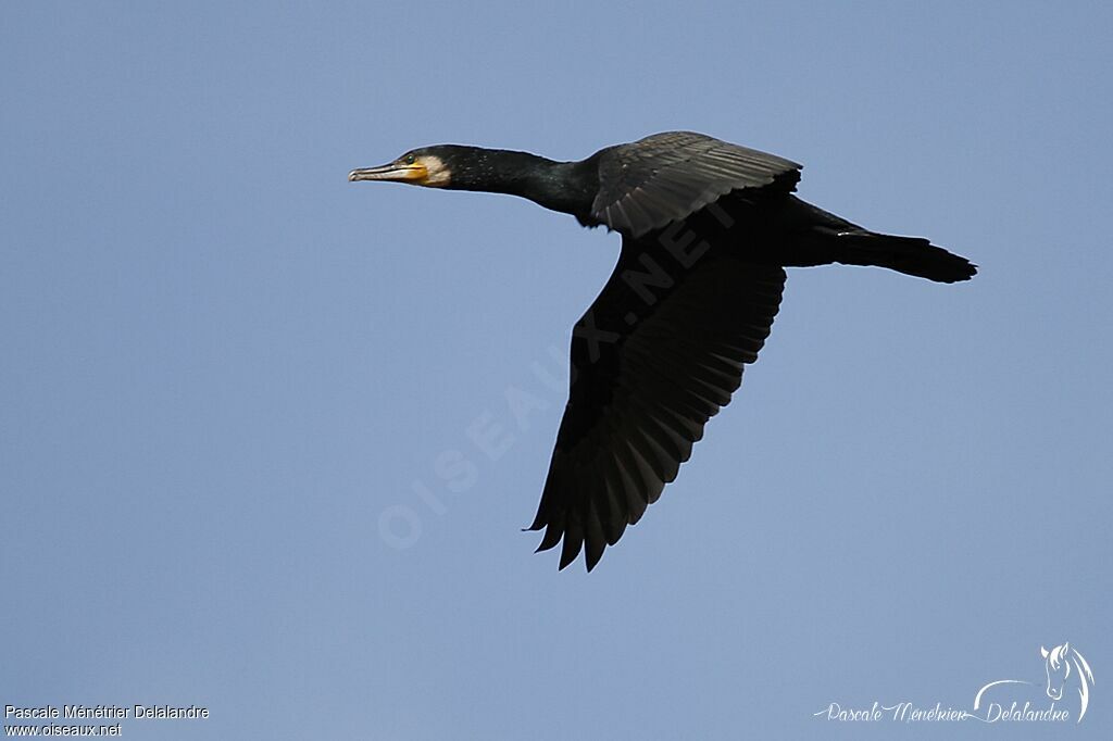 Great Cormorant