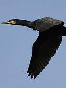 Great Cormorant