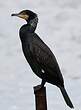 Grand Cormoran