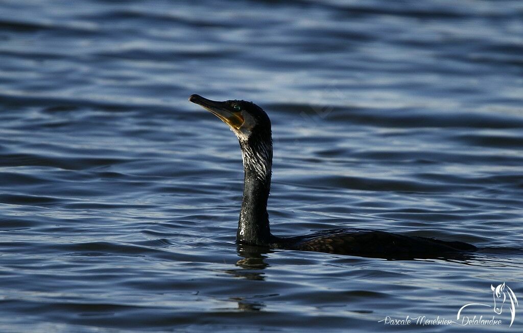 Great Cormorant